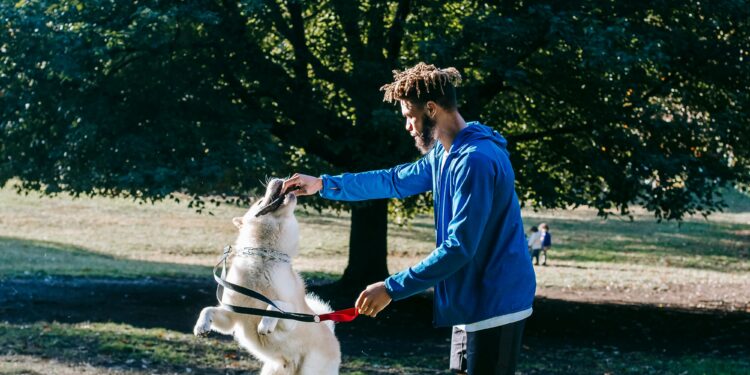 Unlocking the Secrets of Affordable Dog Training: Tips that Work