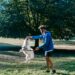 Unlocking the Secrets of Affordable Dog Training: Tips that Work