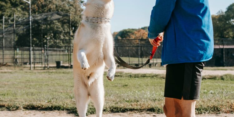 Unlocking the Secrets of Free Dog Training Near Me: A Comprehensive Guide
