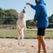 Unlocking the Secrets of Free Dog Training Near Me: A Comprehensive Guide